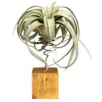 Bromélia Tillandsia xeragraphica Gris avec support en bois