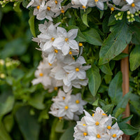 Lycianthes jasminoides Blanc