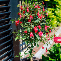 Fuchsia hybride Rose