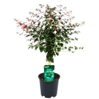 Fuchsia hybride Blanc