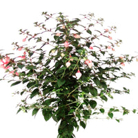 Fuchsia hybride Blanc