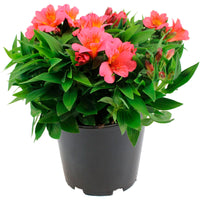 Alstroemeria colorita Rose