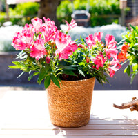 Alstroemeria colorita Rose