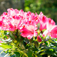 Alstroemeria colorita Rose