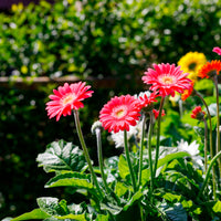 Gerbera  'Garvinea' Rose