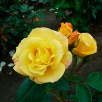 3x Rosier multiflore à grandes fleurs Rosa 'Arthur Bell'® Jaune  - Plants à racines nues