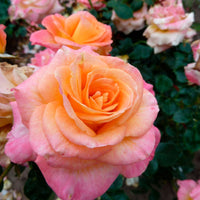 3x Rosier à grandes fleurs Rosa 'Britannia'® Rose-Jaune  - Plants à racines nues