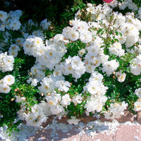 3x Rosier couvre-sol  Rosa 'Diamant'® Blanc  - Plants à racines nues