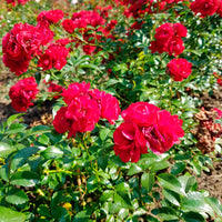 3x Rosier couvre-sol  Rosa 'Fairy Dance'® Rouge  - Plants à racines nues