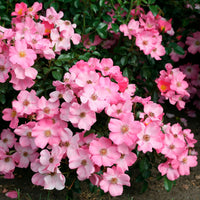 3x Rosier couvre-sol  Rosa 'Fortuna'® Rose  - Plants à racines nues