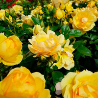 3x Rosier  Rosa 'Hansestadt Rostock'® Jaune  - Plants à racines nues
