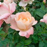 3x Rosier à grandes fleurs Rosa 'Isabelle Autissier'® Jaune-Rose  - Plants à racines nues