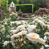 3x Rosier multiflore Rosa 'Sirius'® Crème-Rose  - Plants à racines nues