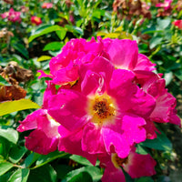 3x Rosier Roos Rosa 'Weg der Sinne'® Rouge  - Plants à racines nues