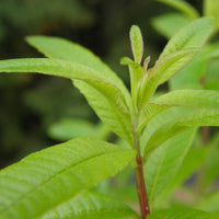 Aloysia  Vert - Bio