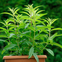 Aloysia  Vert - Bio