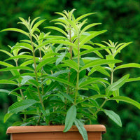 Aloysia  Vert - Bio