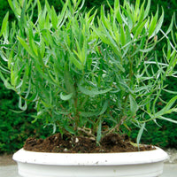 Artemisia  'Senior' Vert - Bio