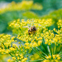 Foeniculum  Vert - Bio