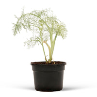 Foeniculum  Vert - Bio
