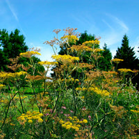 Foeniculum  Vert - Bio