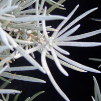 Helichrysum  Gris - Bio