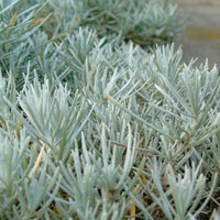 Helichrysum  Gris - Bio