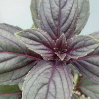 Ocimum  Vert - Bio