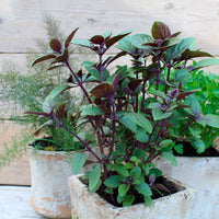 Ocimum  Vert - Bio