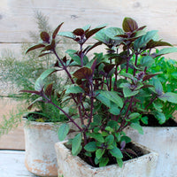 Ocimum  Vert - Bio