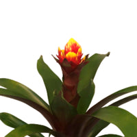 Guzmania Bromélia sp Guzmania 'Crown' Rouge-Jaune