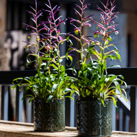 Bromélia Tillandsia 'Mora' Violet-Vert avec pot décoratif