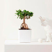 Treurvijg Ficus microcarpa 'Ginseng' avec pot décoratif