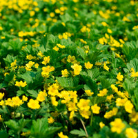 6x Couvre-sol - Faux fraisier jaune Waldsteinia serpyllum Waldsteinia serpyllum