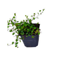 6x Couvre-sol - LaurierMuehlenbeckia axillaris