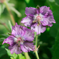 Géranium Geranium 'Kora' Violet-Blanc - Bio