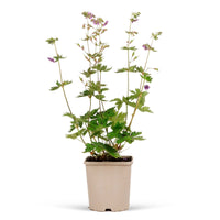 Géranium Geranium 'Kora' Violet-Blanc - Bio
