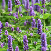 Agastache 'Little Adder' Blanc-Bleu