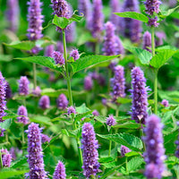 Agastache 'Little Adder' Blanc-Bleu