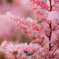 Astilbe du Japon Astilbe 'Astari Rose Shades' Rose