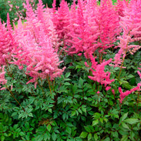 Astilbe du Japon Astilbe 'Astari Rose Shades' Rose