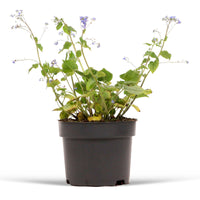 Brunnera 'Jack Frost' Bleu