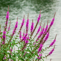 Lythrum 'Robert' Rose-Violet