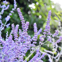 Perovskia 'Lacey Blue' Bleu-Violet