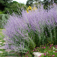 Perovskia 'Lacey Blue' Bleu-Violet