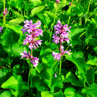 Stachys 'Hummelo' Violet