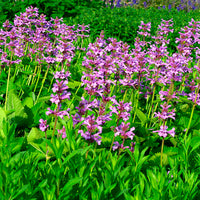 Stachys 'Hummelo' Violet