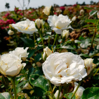 Rosier multiflore Rosa 'Kristal'® Blanc  - Plants à racines nues