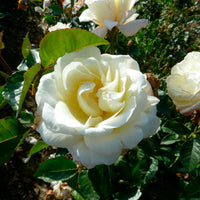 Rosier à grandes fleurs Rosa  'True Love'® Blanc  - Plants à racines nues