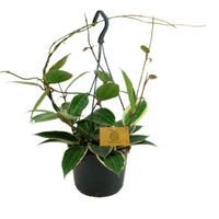 Fleur de cire Hoya macrophylla  - Plante suspendue